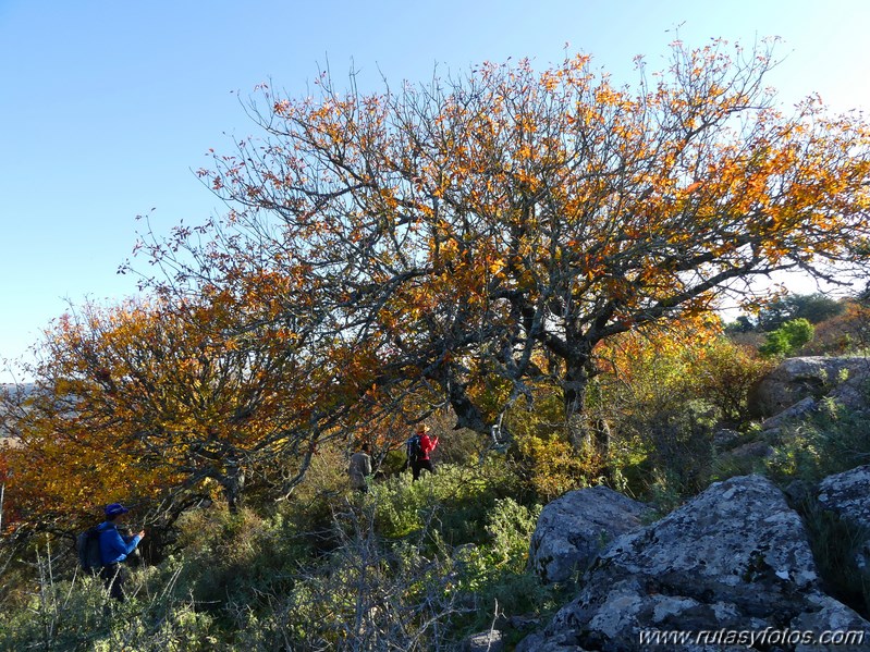 Cornicabral de Mures