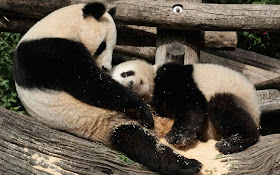 funny animals, animal pictures, baby panda and momma