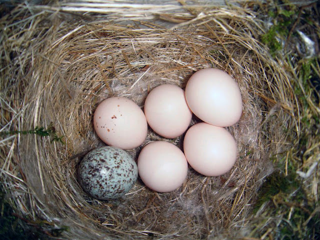 Phoebe nest with Cowbird egg