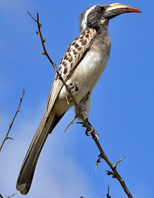 calao gris Tockus Lophoceros nasutus