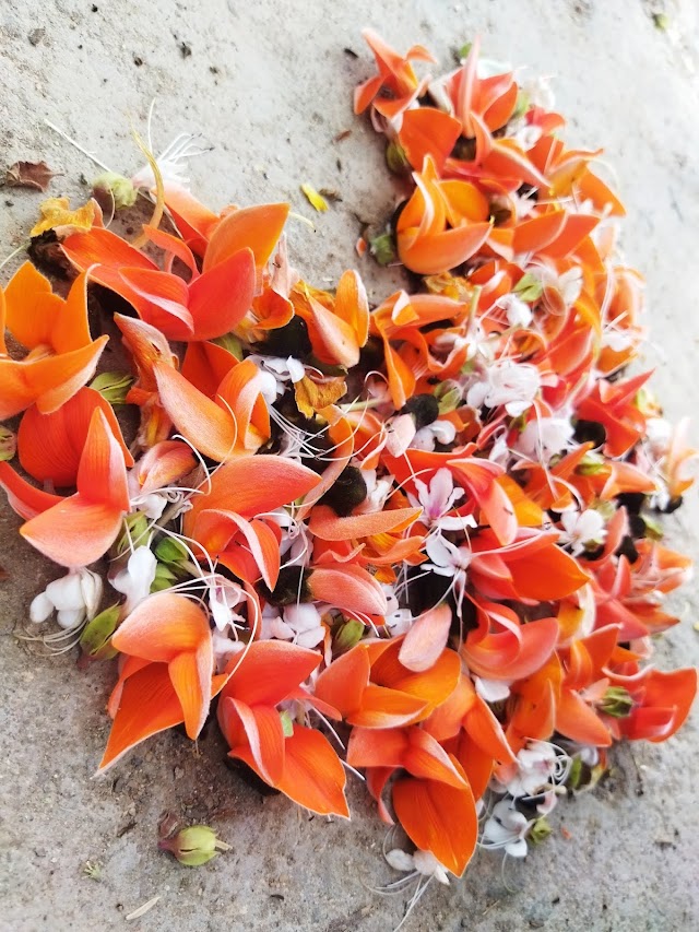 Flower of Palash, Royal Flower of Jharkhand.