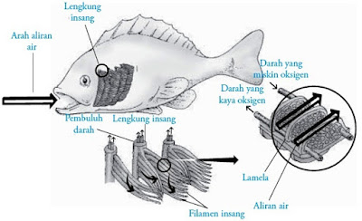 Sistem pernapasan pada ikan