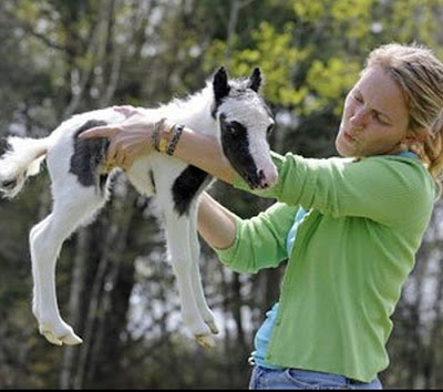 Einstein - The World's Smallest Horse Seen On www.coolpicturegallery.us