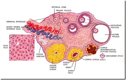 Ovarium_1