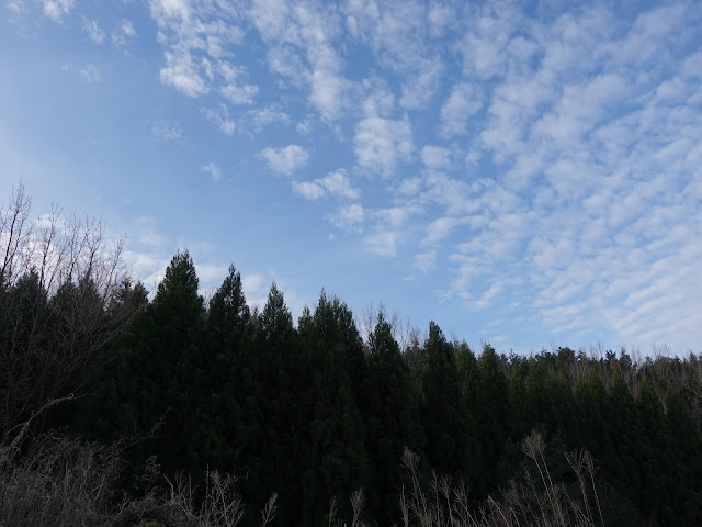 枝道の森の中