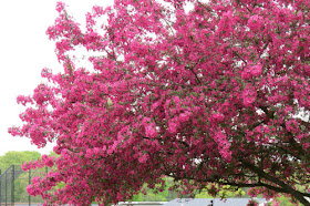 dark pink crabapple blossoms