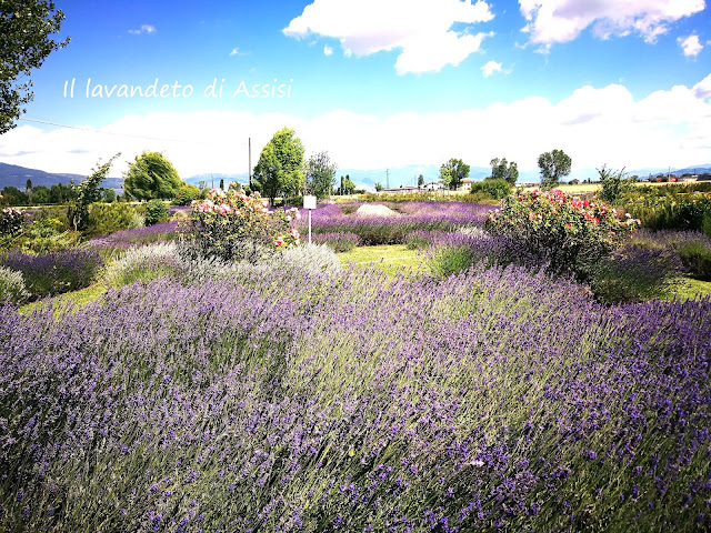 Il lavandeto di Assisi - foto di Monica Gatti per il Blog La Gatita e il Gattone in viaggio con