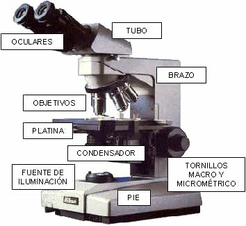 MICROSCOPIO