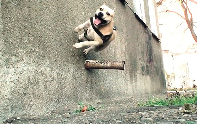 TreT Staffordshire Bull, Extraordinary Animals, Wall Jumping, Amazing Stunts, Railing Over, Smart Dogs, Real Stories, Unbelievable Facts, Amazing Skills, Internet Sensation Weird Stuffs Russian Dog, Ukraine, Amazing Video, Believe It Or Not