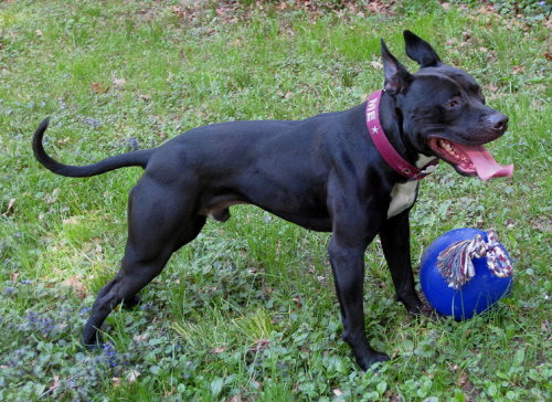 #blogathon Meet Virgil