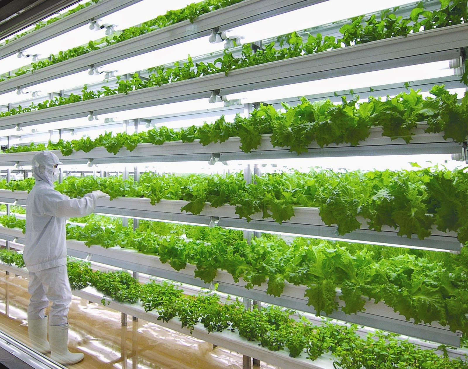 Hydroponics Technology - Hydroponic history | WEIBO-CAMBODIA