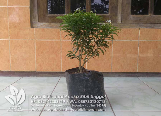 Jual Bibit Rombusa Mini Unggul - Jual bibit bunga rombusa mini unggul, jual tanaman murah, jual tanaman