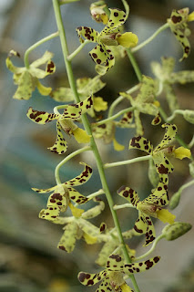 Orchidée léopard - Ansellia africana