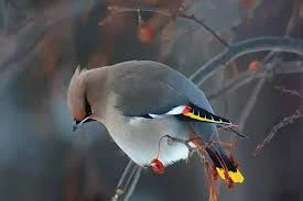 Bohemian Waxwing - The most beautiful bird pictures - The most beautiful bird pictures - NeotericIT.com