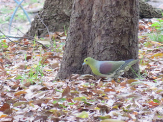 2015年4月16日大阪城公園のアオバト