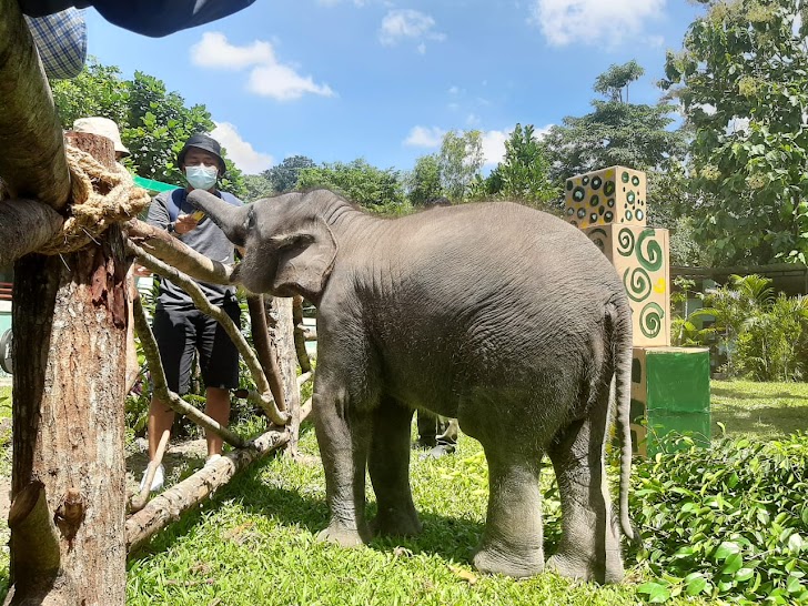 Ultah Pertama Arinta, Anak Gajah Koleksi GL Zoo Dirayakan Bersama Pengunjung