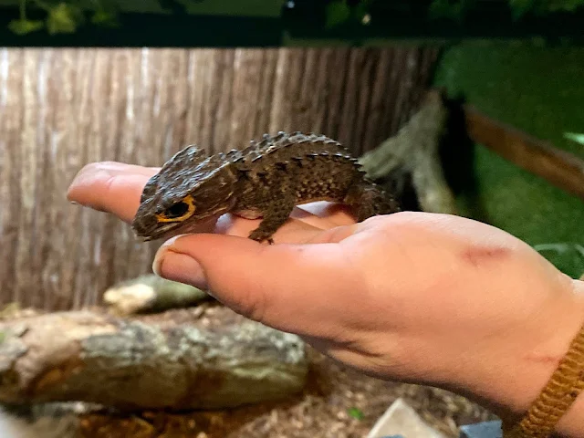 A hand hold a crocodile skink which looks like a tiny crocodile crossed with a dragon