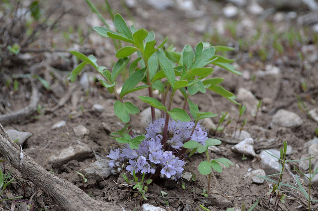 purple flowers sheltered below leaves