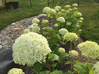 Annabelle Hydrangea