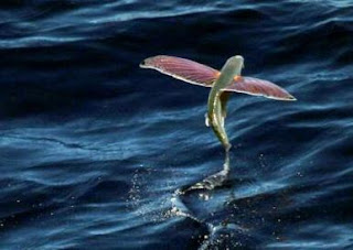 hewan-terbang-FLYING-FISH