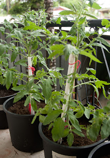 70-day-old German Green tomato plants