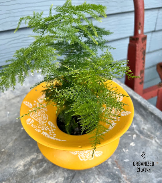 Photo of an old spittoon painted with Colonel Mustard paint, stenciled with a floral stencil, and planted with a fern