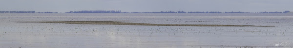Waders