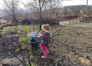 Rosie puts a stone into the wheelbarrow