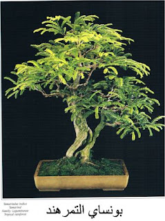 Tamarind bonsai trees