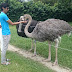 Pengalaman ke Jelita Ostrich Farm, Negeri Sembilan