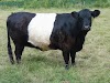 Galloway Cattle Disadvantages, Advantages, Facts, Price