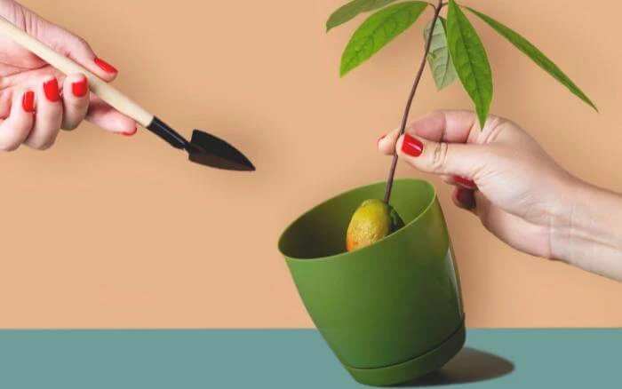 Pessoa plantando abacate em vaso.