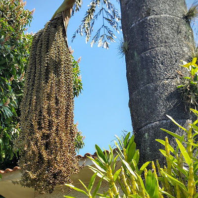 Nome Científico: Caryota urens Sinonímia: Arenga saccharifera, Arenga microcarpa Nomes Populares: Palmeira-toddy, Banda-de-sargento, Palmeira-cariota , Cariota , Escariota , Palmera-de-sagú-de-malabra, Palma-de-cola-de-pescado[Por]; Palmera-de-hoja-de-cola-de-pez, Palmera-de-vino-de-la-india[Esp]; rolitary fishtail palm, toddy palm, wine palm, jaggery palm[Ing] Família: Arecaceae