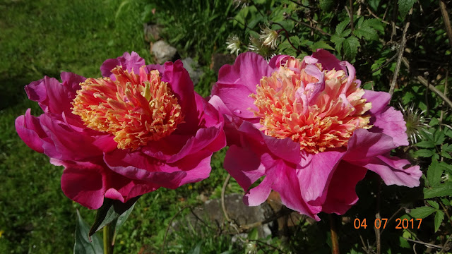 Пион 'Шахтёрский Огонёк' / Пион 'Shakhterskii Ogonek' (Paeonia 'Shakhterskii Ogonek')