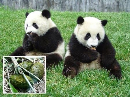 Teh Organik Kotoran Panda