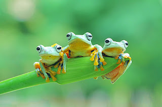 Gambar Katak Comel