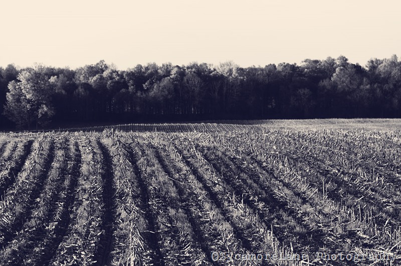 spring field-SycamoreLane Photography