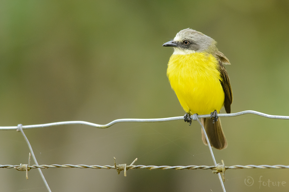 Hallpea-masktikat, Myiozetetes granadensis, Grey-capped Flycatcher, tikat