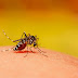 Sobe para 59 número de mortes por dengue na Bahia; Juazeiro (BA) tem 4 óbitos
