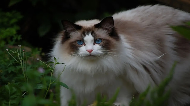 Ragdoll