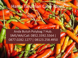 Hama Tanaman Cabai Rawit