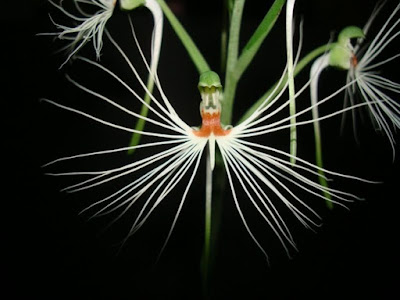 Habenaria medusa care and culture