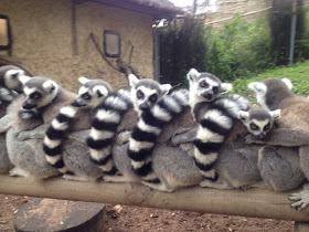 Funny animals of the week - 13 December 2013 (40 pics), ring tailed lemurs cuddling