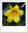 southcarolinaflower