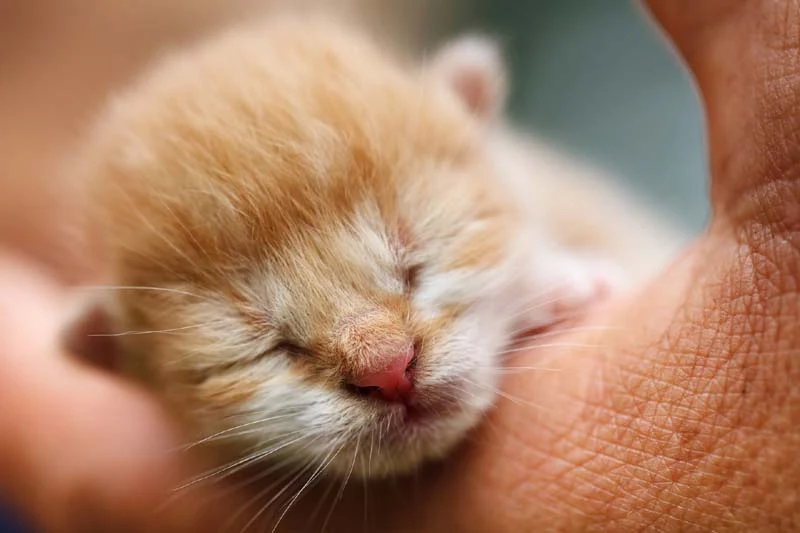 Your Kitten's Development in the First Six Weeks