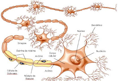 63_imagen-celula-animal-neurona