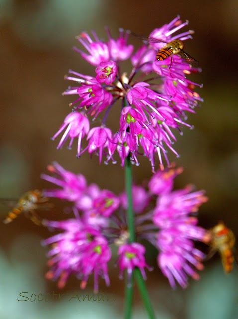 Allium thunbergii