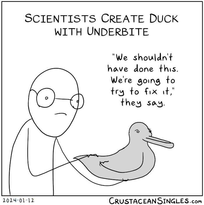 Headline: Scientists create duck with underbite Pull quote: "We shouldn't have done this. We're going to try to fix it," they say. Pictured: a stick figure with gigantic eyeglasses holds a disgruntled duck with a major underbite. Both person and duck look disappointed.