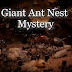 Giant Ant Nest Mystery