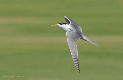 Sandwich Tern in Flight : Extreme Cropping / Colour Correction